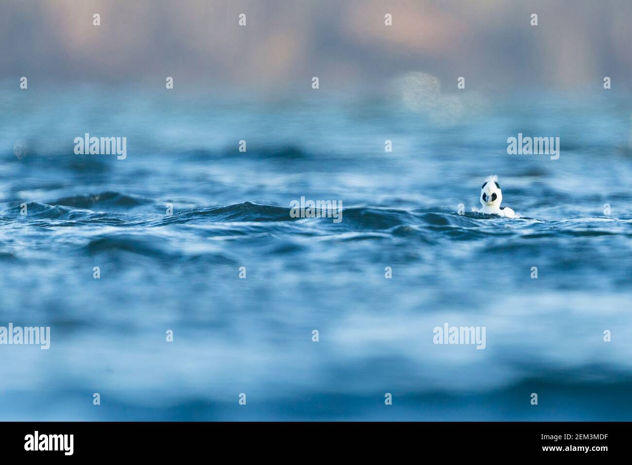 smew (Mergellus albellus, Mergus albellus), adult male swimming in a lake on a windy day, Germany Stock Photo