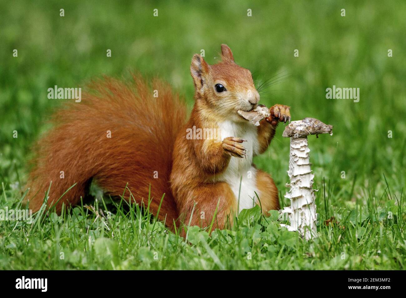 European red squirrel, Eurasian red squirrel (Sciurus vulgaris), sits in a meadow and eating a mushroom, Germany, Baden-Wuerttemberg Stock Photo