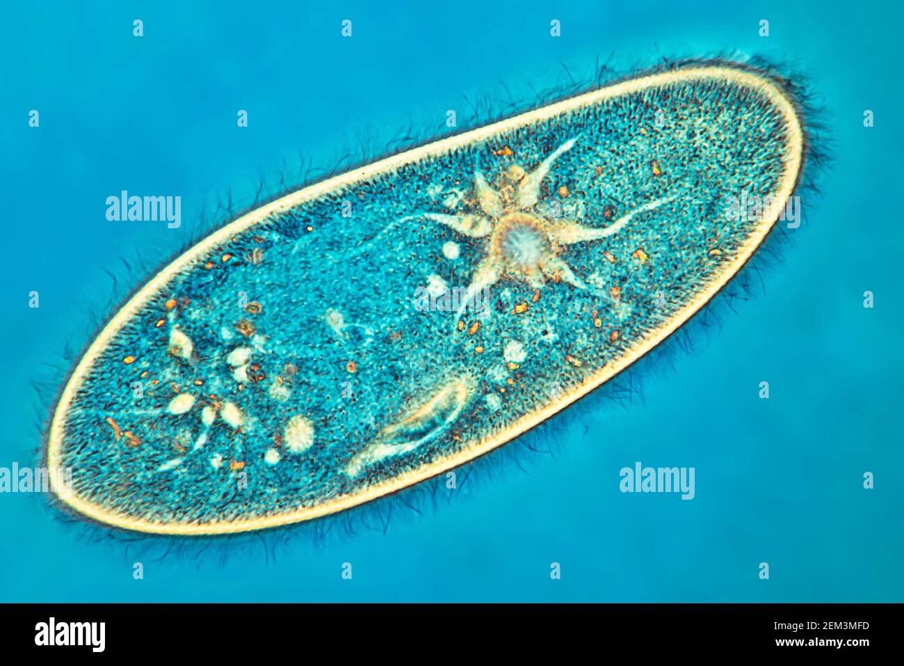 slipper animalcules (Paramecium caudatum), phase-contrast MRI image, magnification x100 related to 35mm, Germany Stock Photo