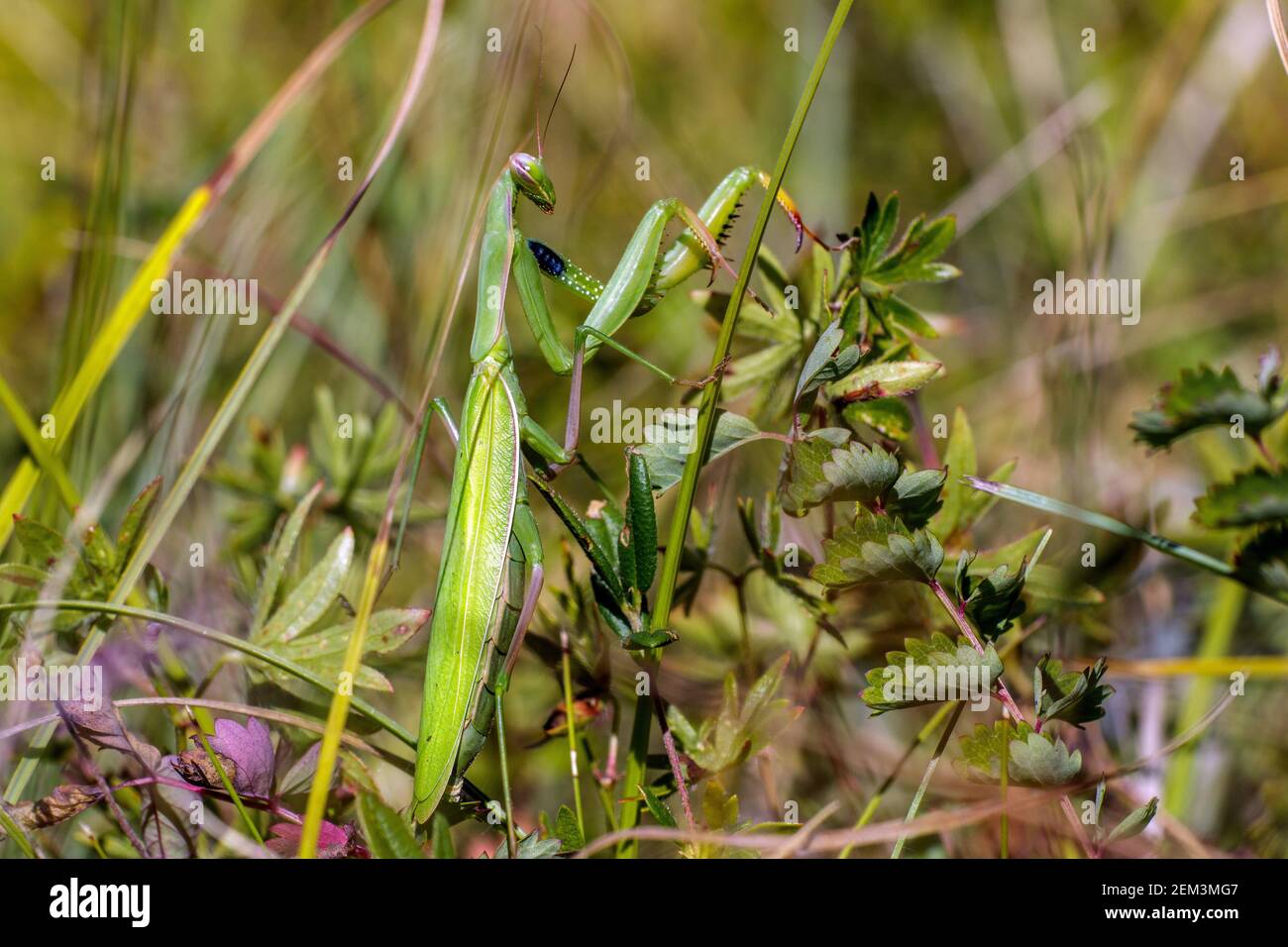 European preying mantis (Mantis religiosa), at a stem, side view, Germany, Baden-Wuerttemberg, Kaiserstuhl Stock Photo