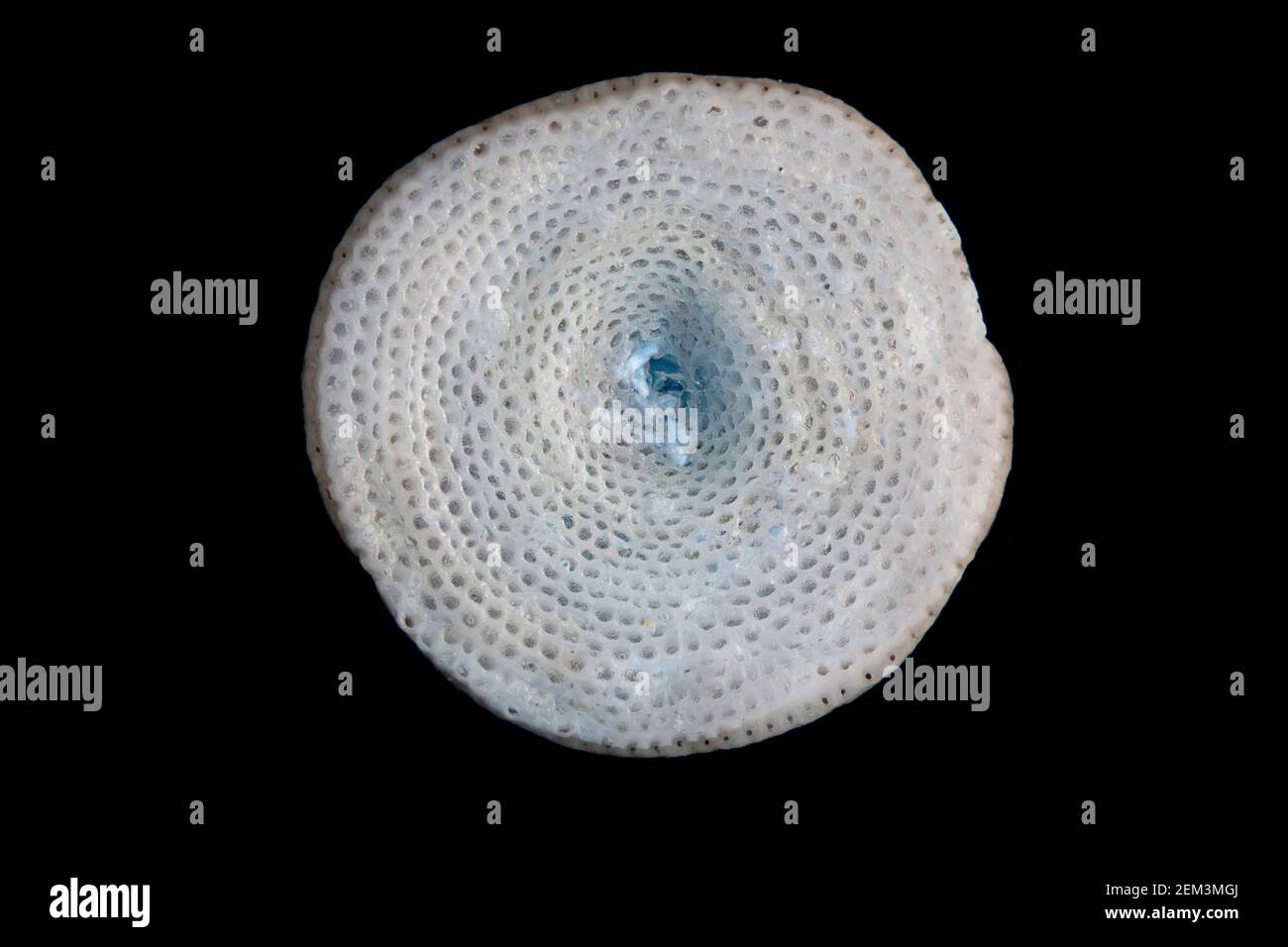 foraminiferan, foram (Calcarina spec.), dark field microscope image, magnification: x16 related to 35 mm Stock Photo
