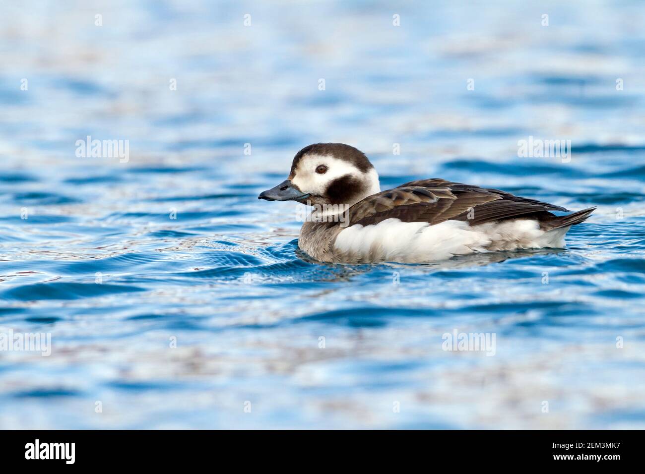 long-tailed duck (Clangula hyemalis), adult female during winter, swimming, Norway Stock Photo