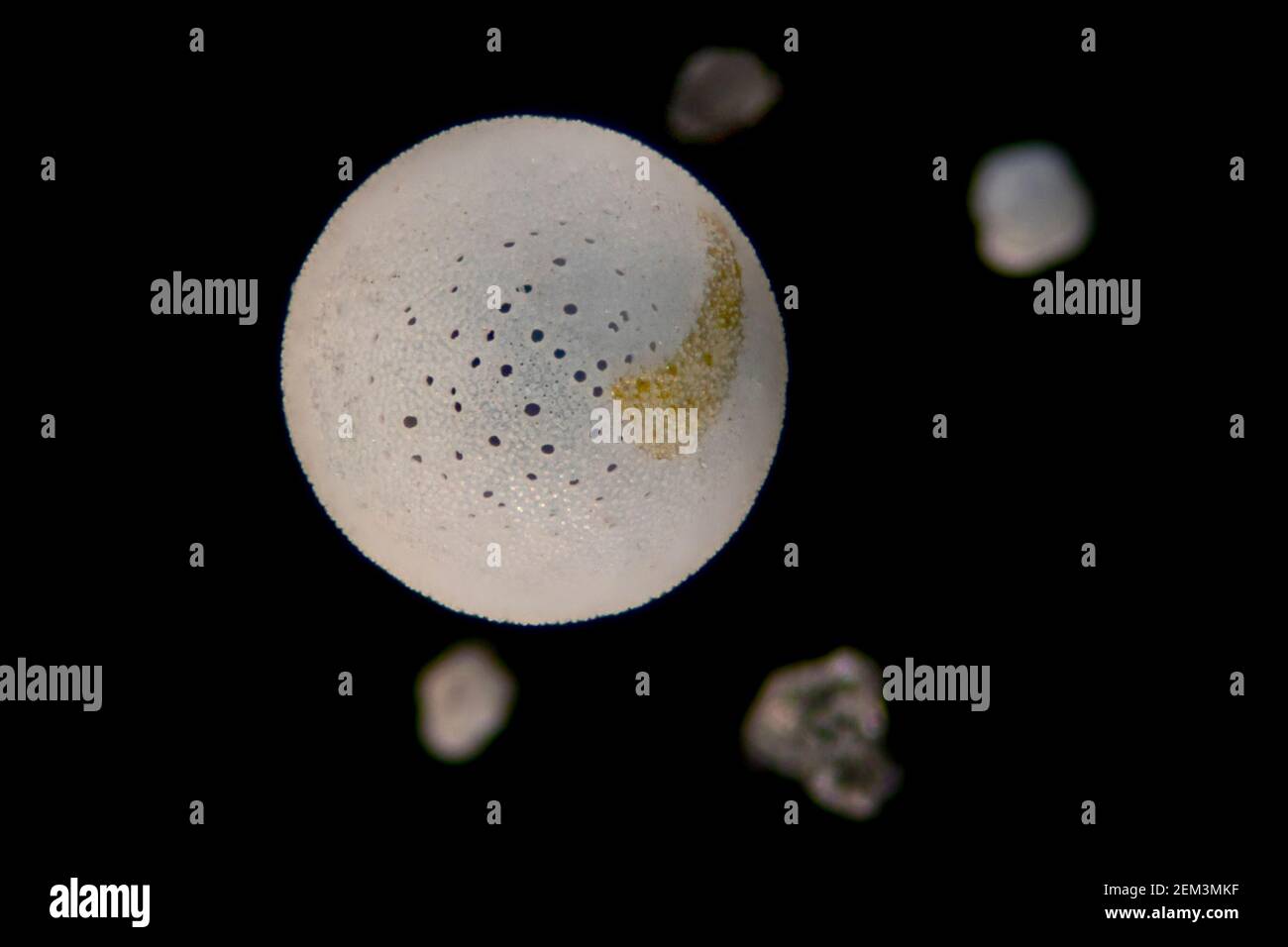 foraminiferans, forams (Foraminiferida), Recent planktonic foraminifera, dark field microscopic image, magnification x20 related to 35 mm Stock Photo