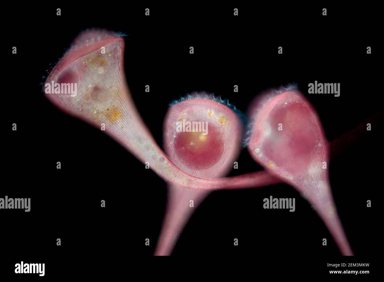 trumpet animalcule (Stentor igneus), dark field microscope image, magnification: x12 related to 36 mm, Europe, Germany Stock Photo