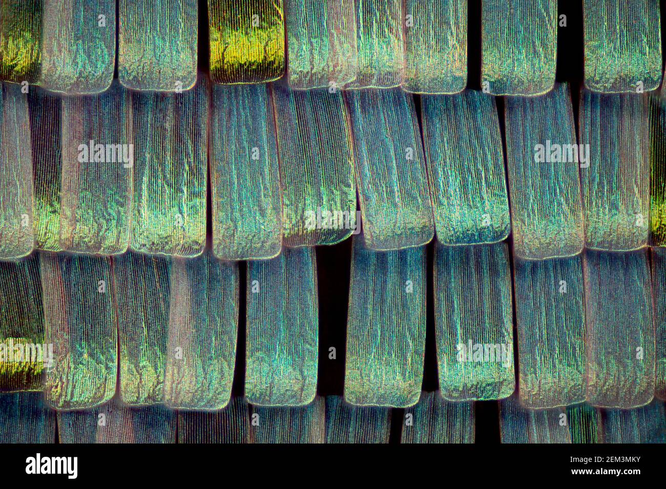lepidopterans (Lepidoptera), scales on the wings of the butterfly, dark field microscopic image, magnification x60 related to 35 mm Stock Photo