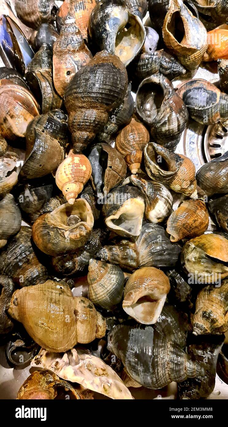 washing snail shells, Netherlands, Noordwijk aan Zee Stock Photo