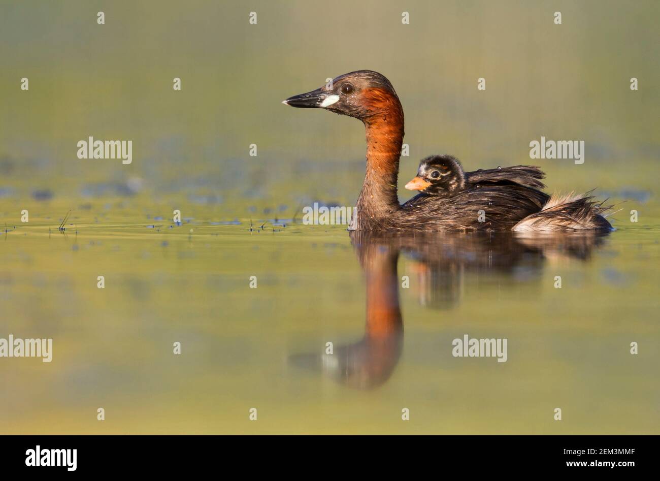 little grebe (Podiceps ruficollis, Tachybaptus ruficollis), adult swimming on a lake with chick on the back, Germany Stock Photo