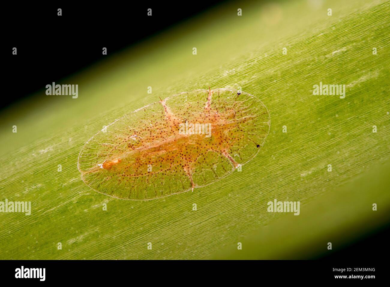 scale insects and mealy bugs (Coccoidea), fluorescence image, light microscope image, magnification x16 related to 35 mm, Germany Stock Photo