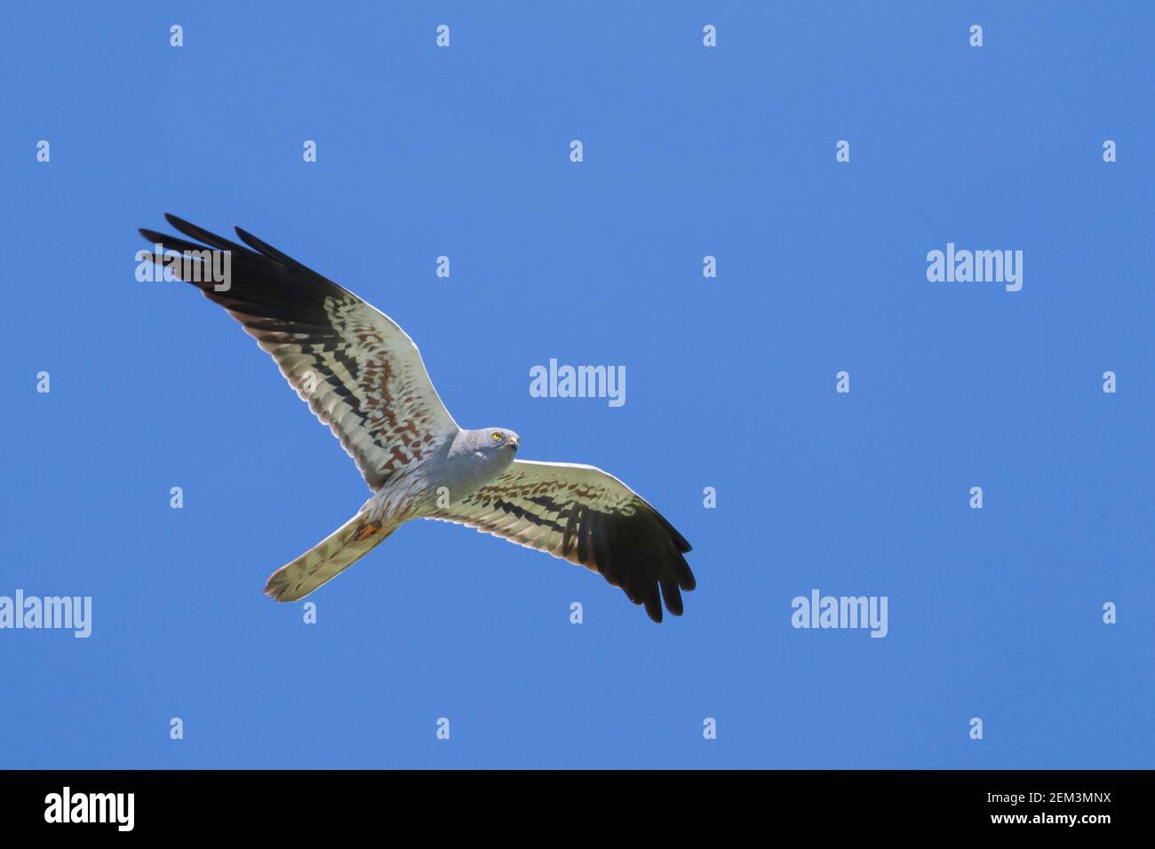 montague's harrier (Circus pygargus), flying male, view from below, Croatia Stock Photo
