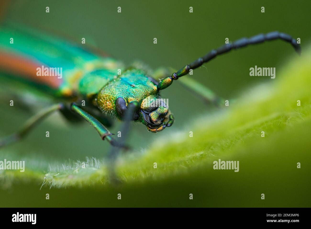 Spanish fly, blister beetle (Lytta vesicatoria togata, Cantharis vesicatoria), portrait, on a leaf, Kyrgyzstan Stock Photo