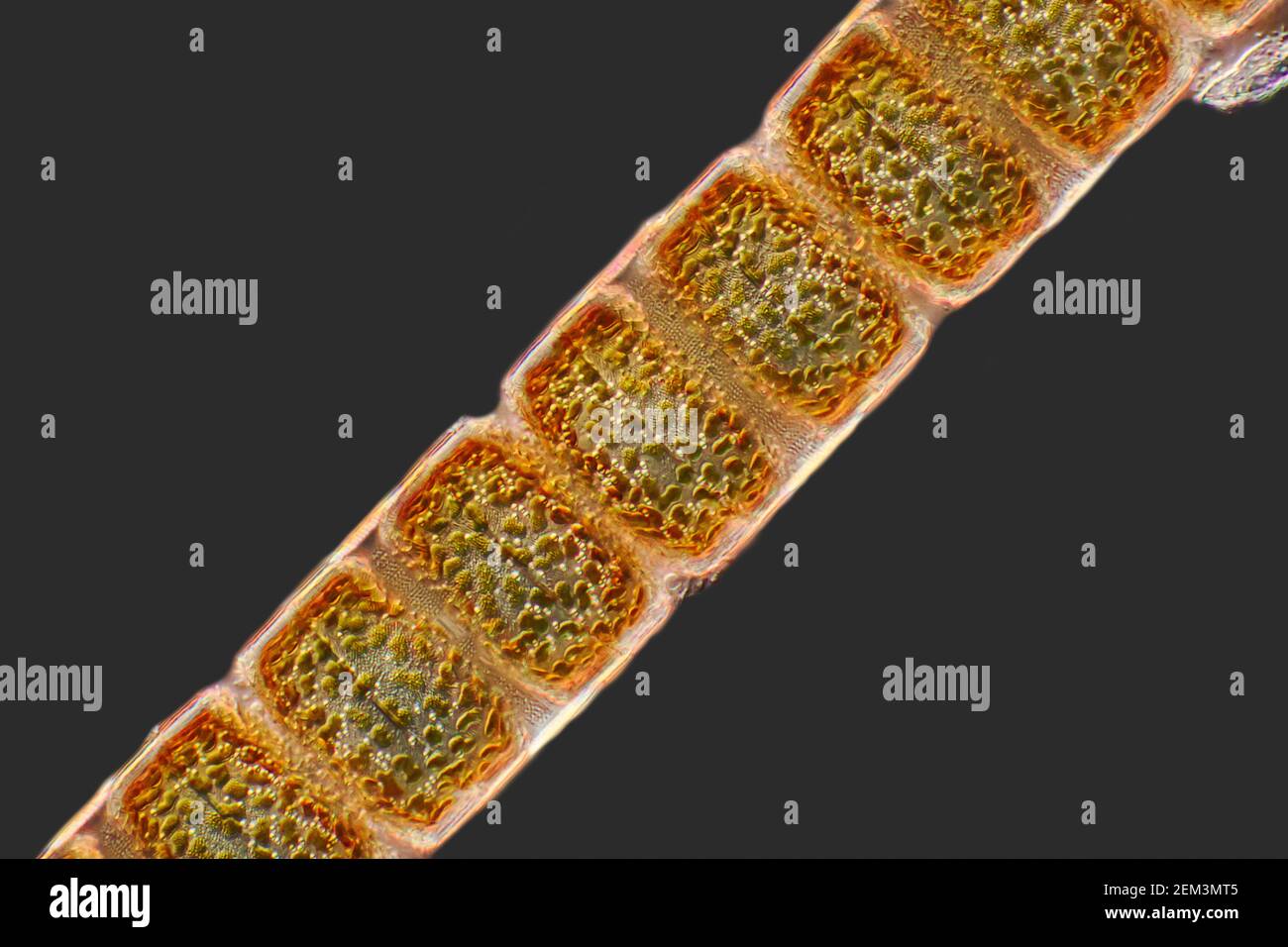 diatom (Melosira moniliformis ), dark field microscope image, magnification: x100 related to 36mm, Germany Stock Photo