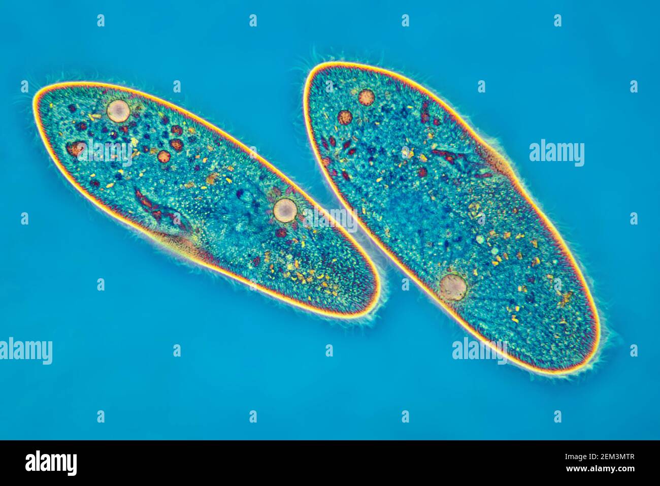 slipper animalcules (Paramecium caudatum), phase-contrast MRI image, magnification x80 related to 35mm, Germany Stock Photo