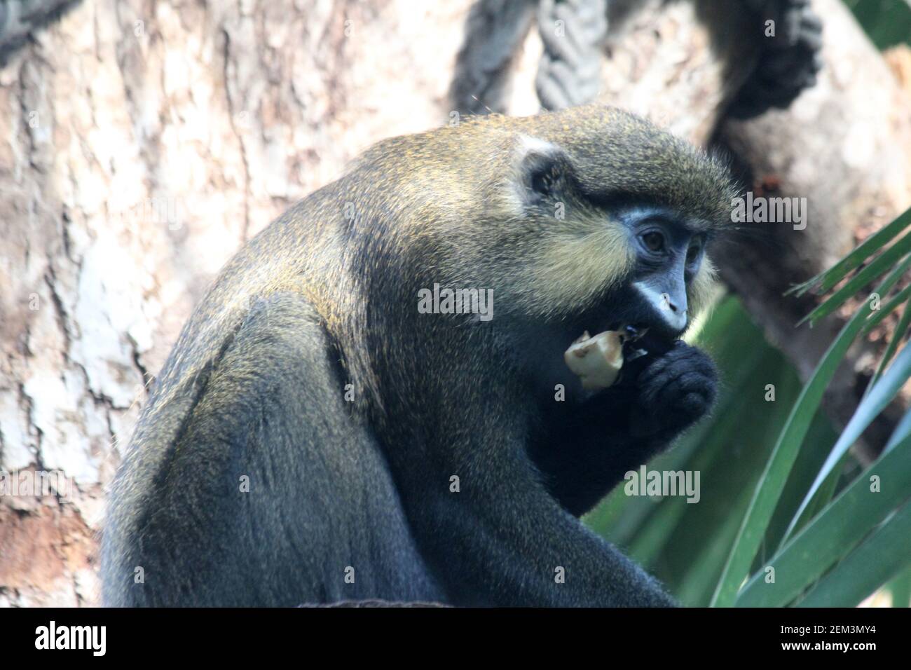 Blaumaulmeerkatze Stock Photo