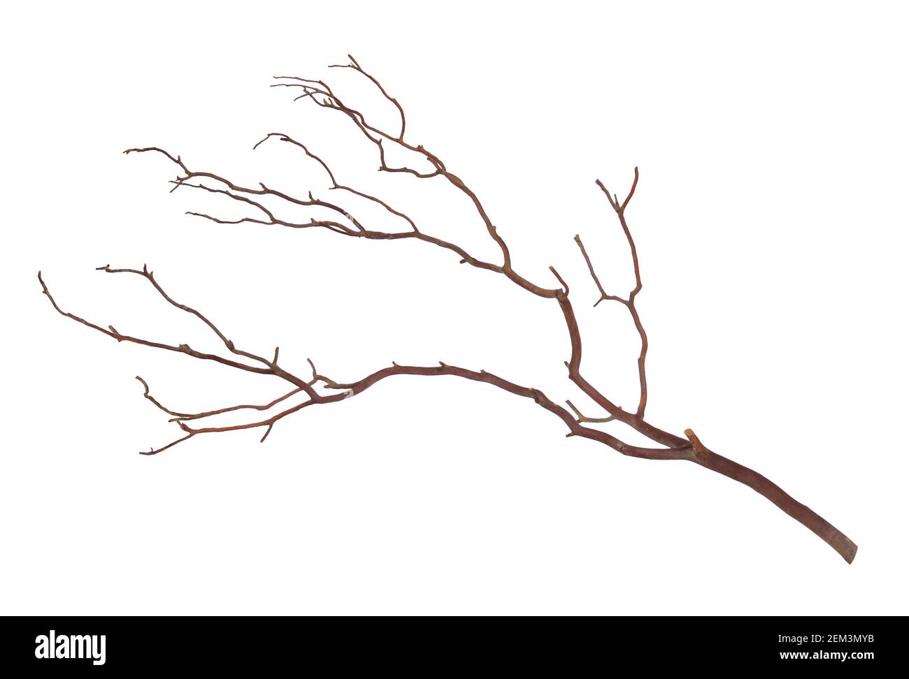 Plane tree or Platanus branch isolated on white background. Stock Photo