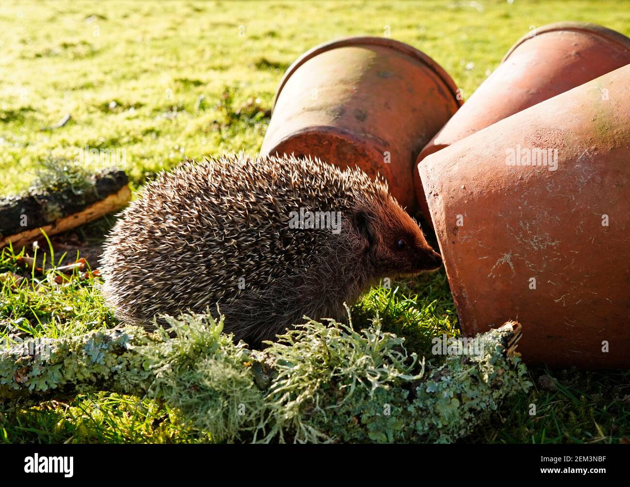 The great British Hedgehog another species in decline Stock Photo
