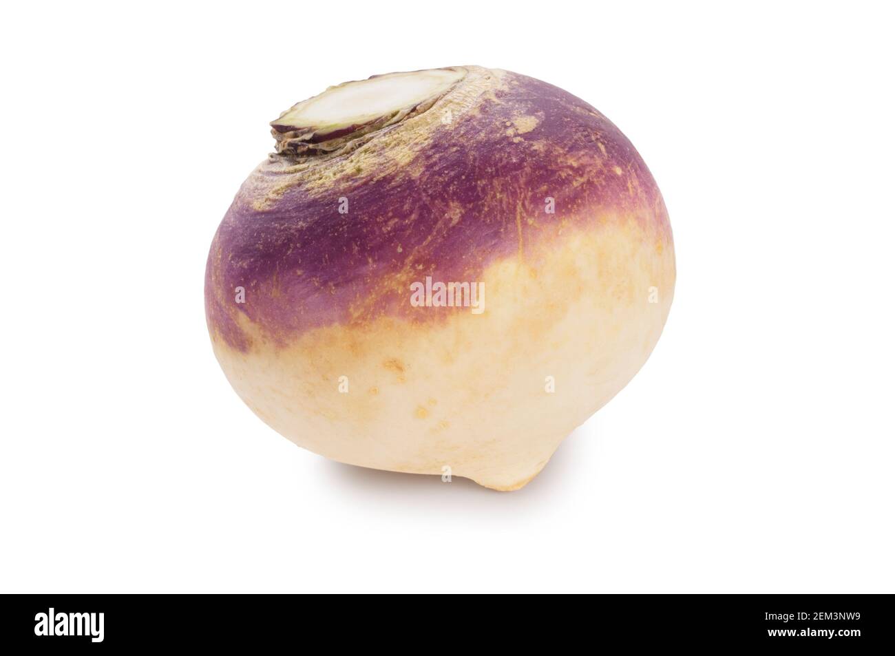 Studio shot of a turnip cut out against a white background - John Gollop Stock Photo