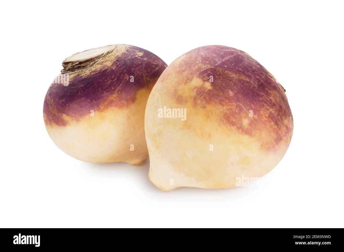 Studio shot of turnips cut out against a white background - John Gollop Stock Photo