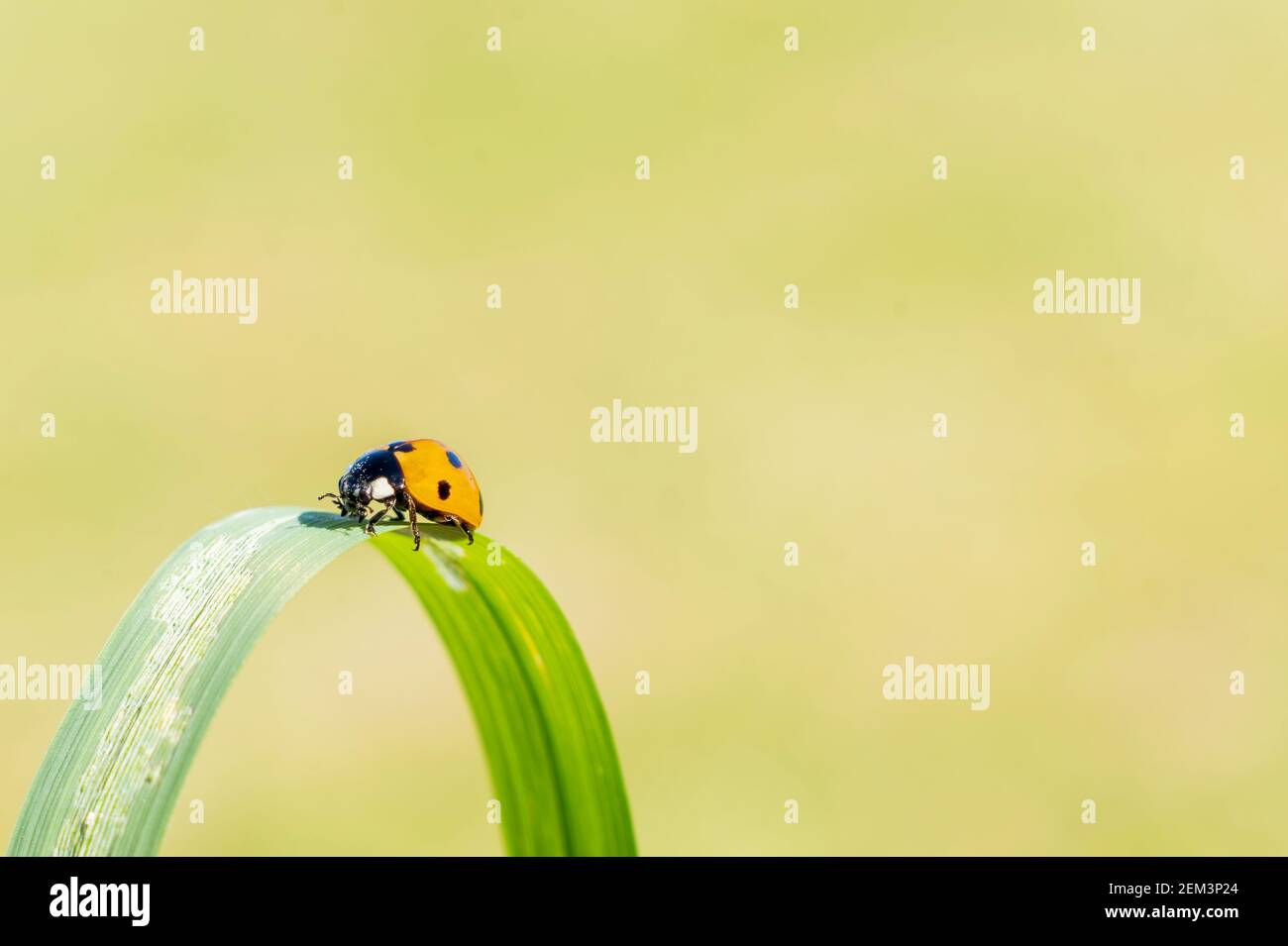 Lady reed hi-res stock photography and images - Alamy