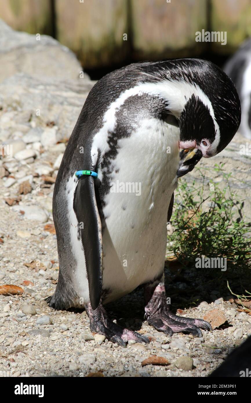 Humboldt-Pinguin Stock Photo