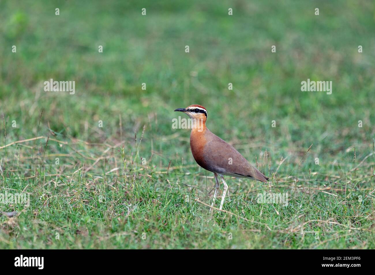one indian courser on ground and feeding in tamil nadu Stock Photo