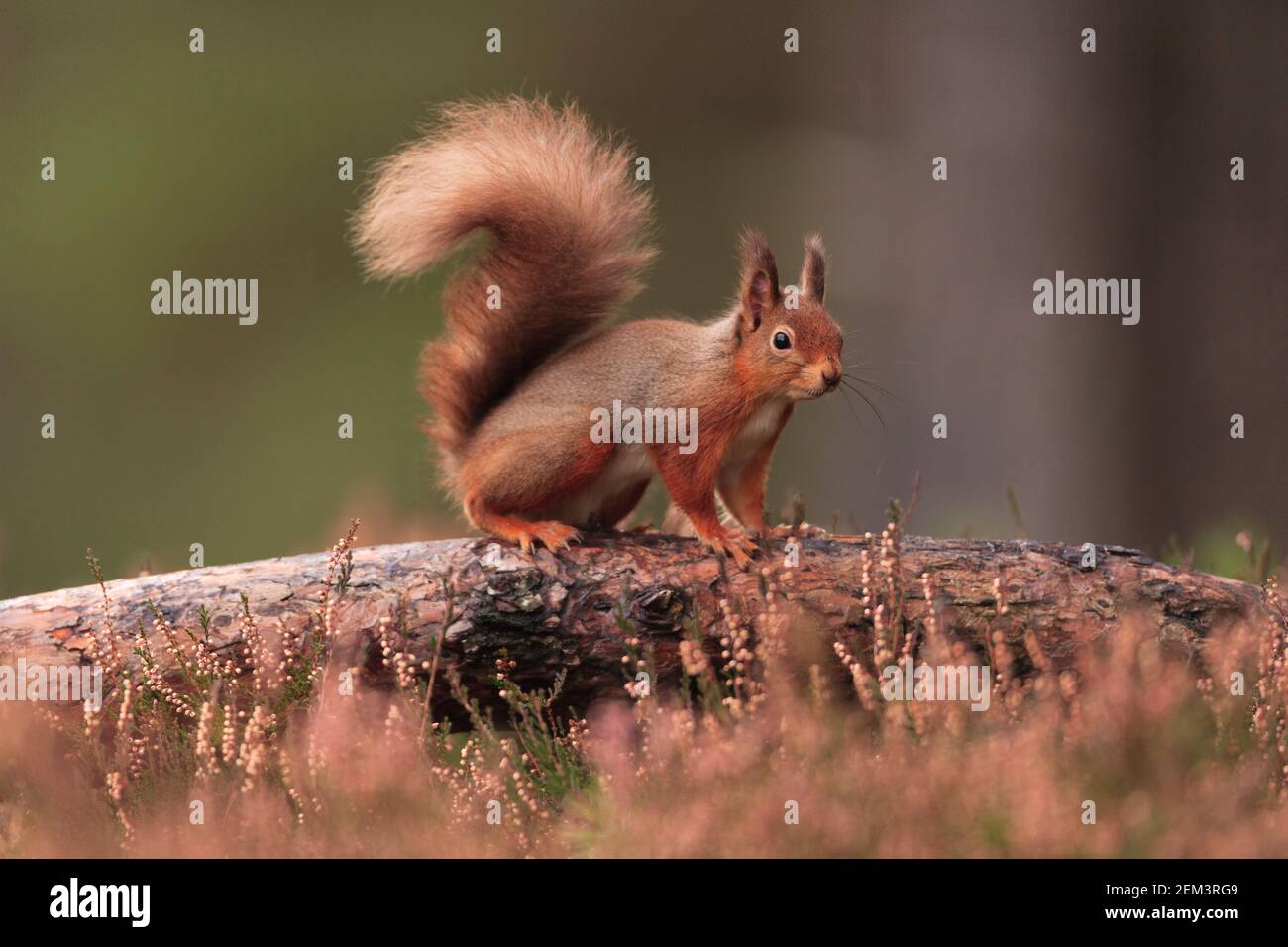 A Scottish Red Squirrel. Stock Photo