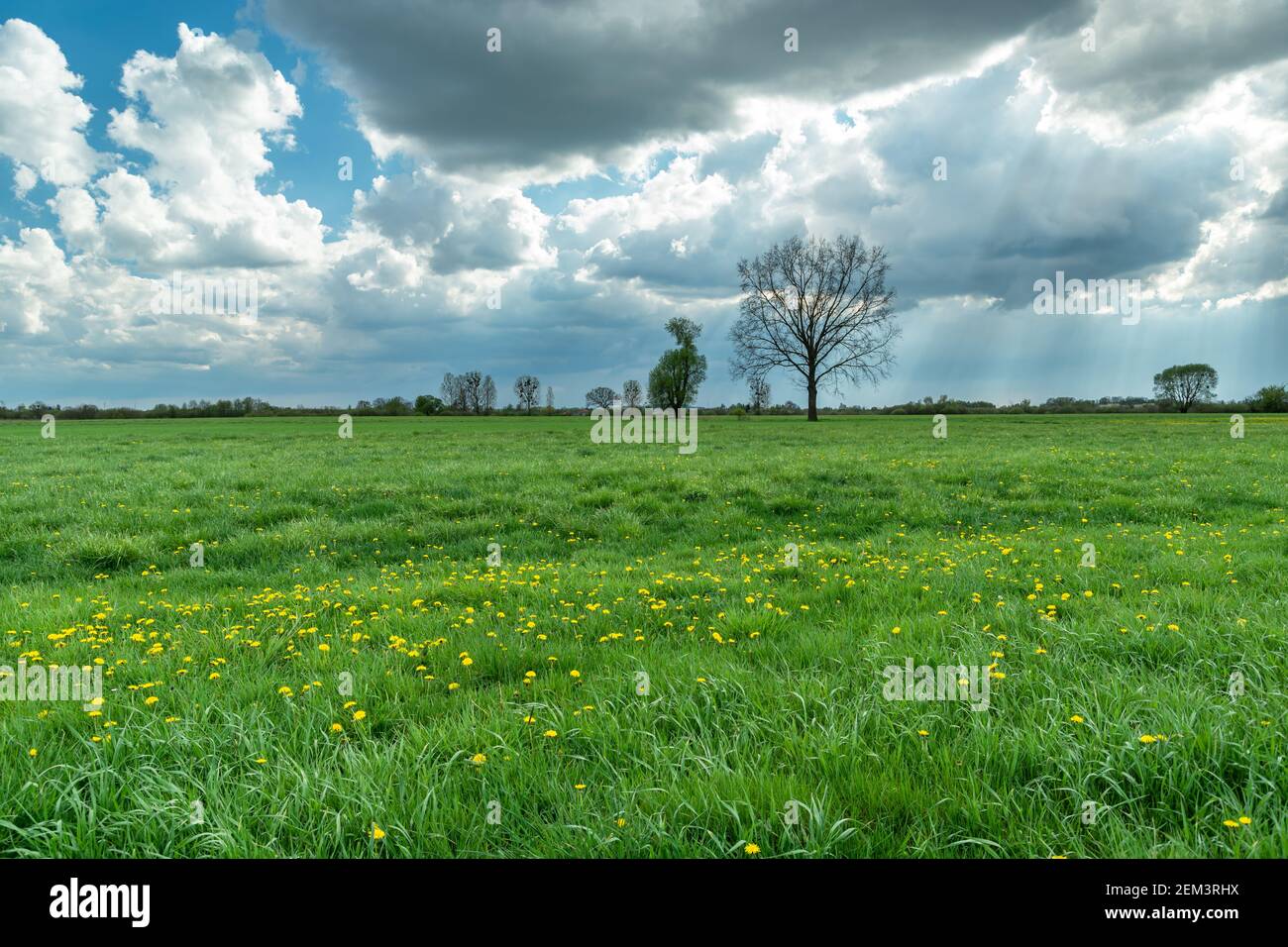 Yellow dandelion flowers in a green meadow, a large tree and the sun behind the clouds, spring view Stock Photo
