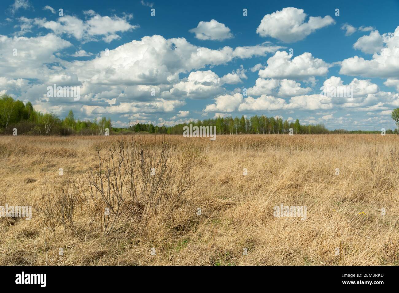 Dry meadow, green trees and white clouds on the blue sky, spring view, Nowiny, eastern Poland Stock Photo