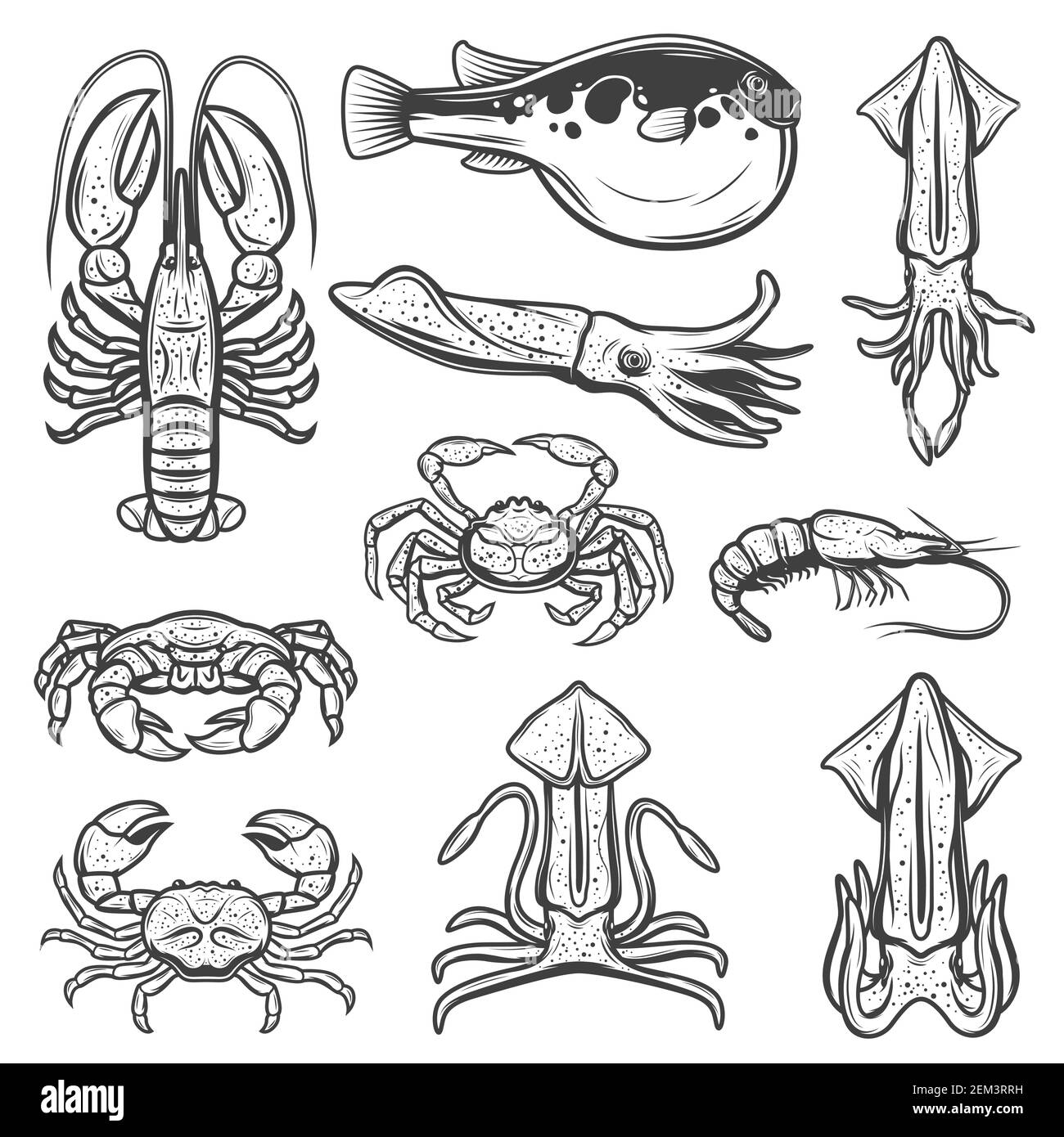 Seafood and fish sketches of lobster, crabs and shrimp, squids