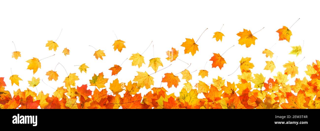 autumn leaves frame and branches isolated on white background Stock ...