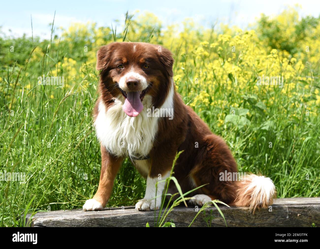 Australian sheep dog going for a walk in the German countryside on a hot summer day. Stock Photo