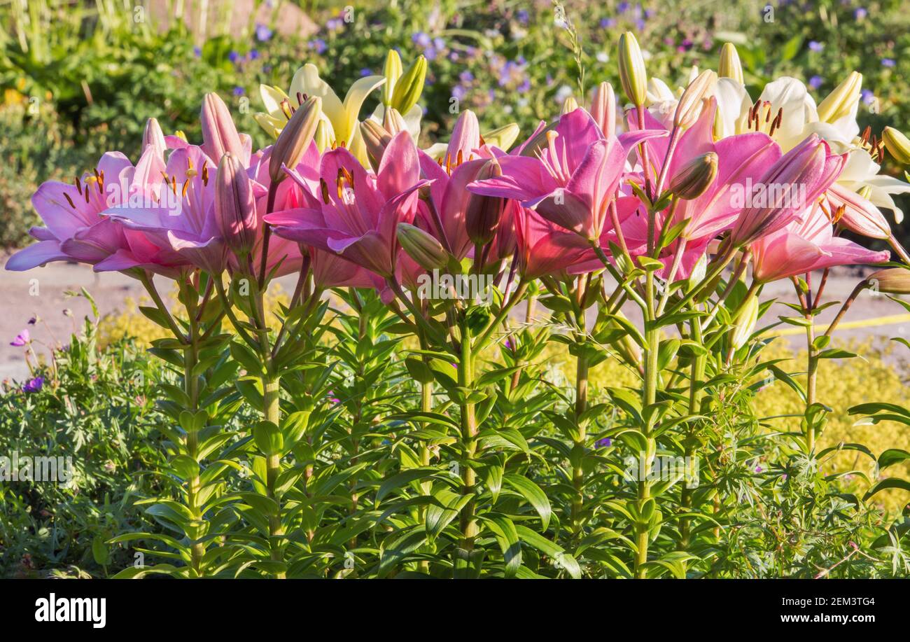 Beautiful hybrid lilies in the botanical garden of Kiev, Ukraine. Stock Photo