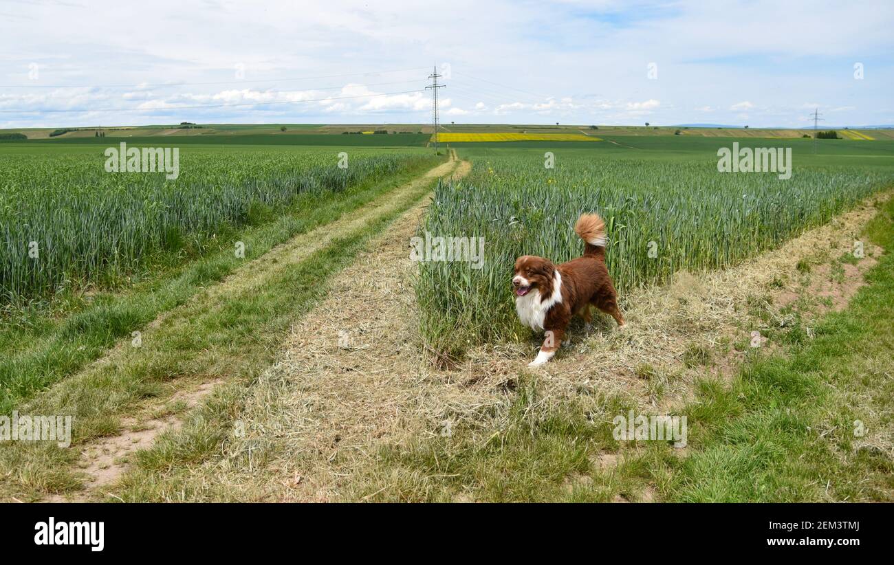 Australian sheep dog going for a walk in the German countryside on a hot summer day. Stock Photo