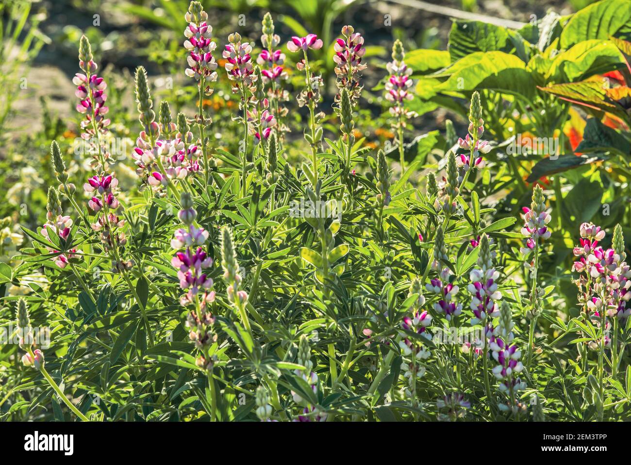 The beautiful lupine bush (Latin Lupinus) is a genus of plants from the