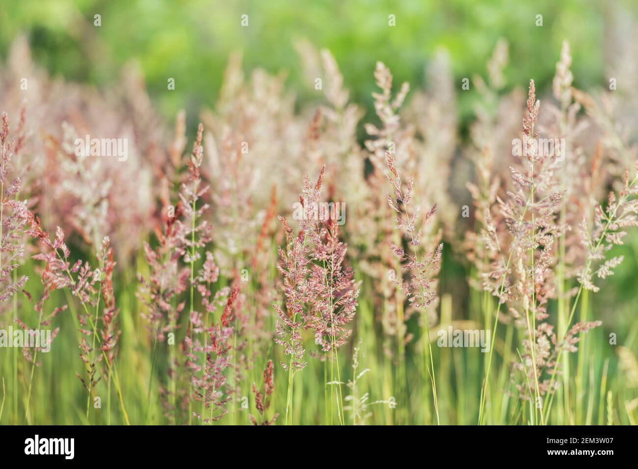 Fluffy spikelets grow at the edge of the field. Close-up of beautiful spikelet grass. Selective focus image. Stock Photo
