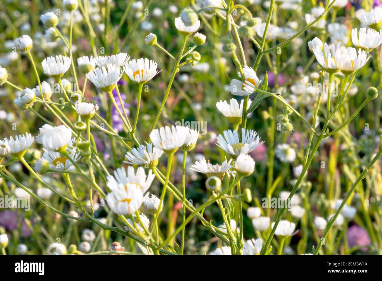 A fragment of a flower field - field chamomile flowers. Stock Photo
