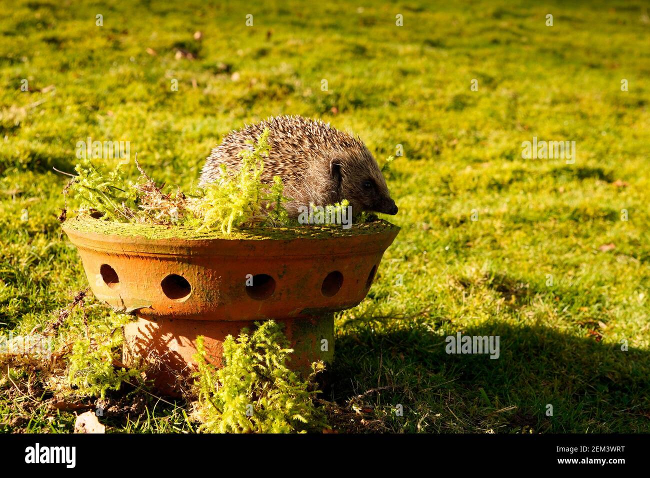 The great British Hedgehog another species in decline Stock Photo