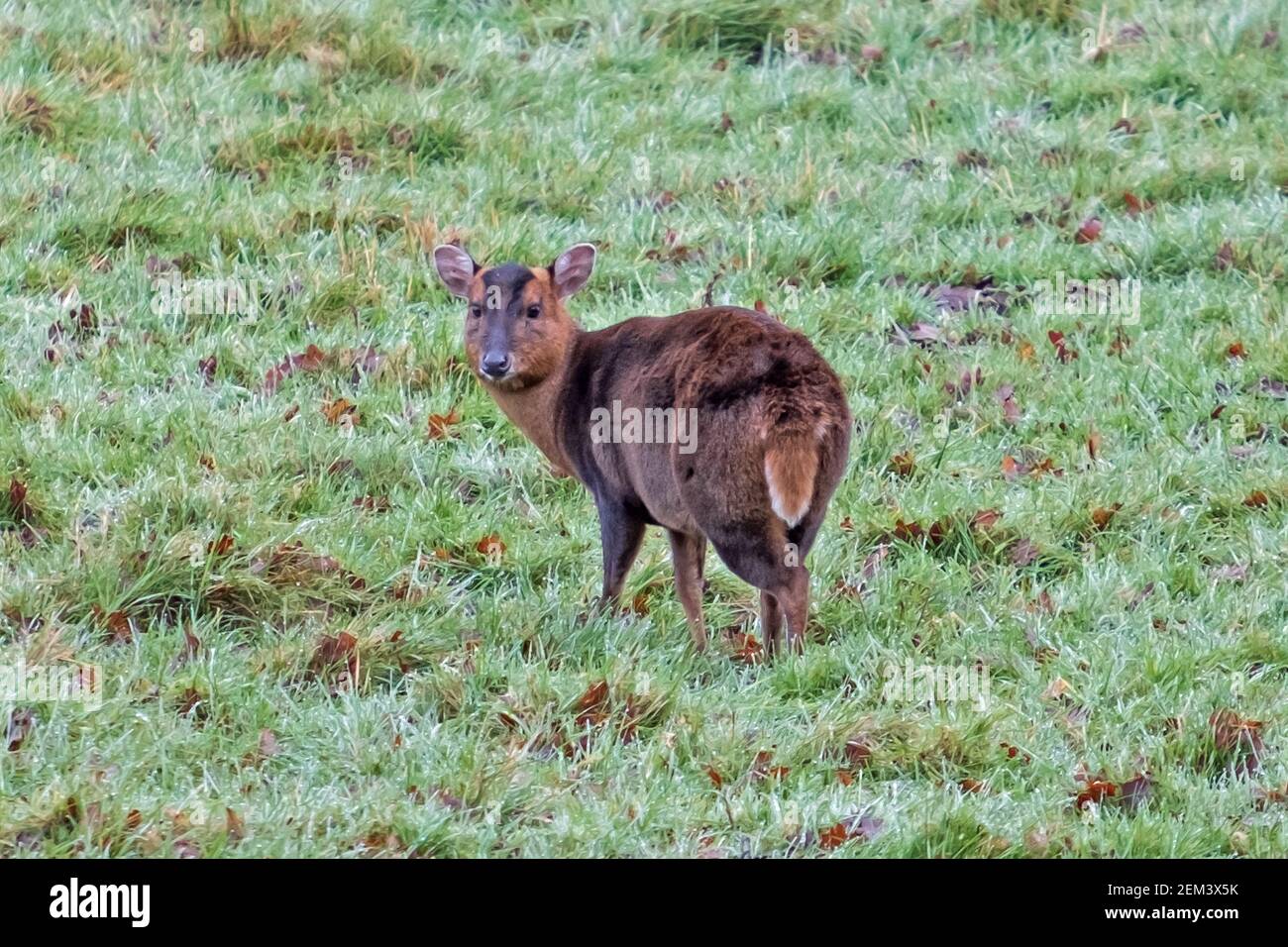 Muntjac Deer: On a cold Winter morning in Woburn deer park, England, UK January 2021 Stock Photo