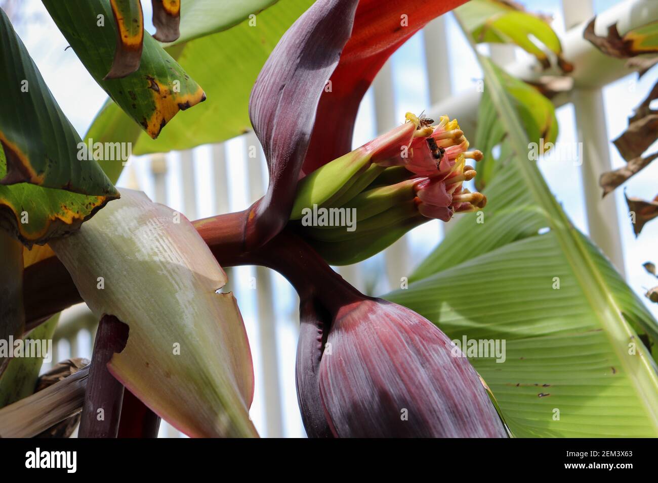 The beauty of the banana flower. Popularly called the banana heart or