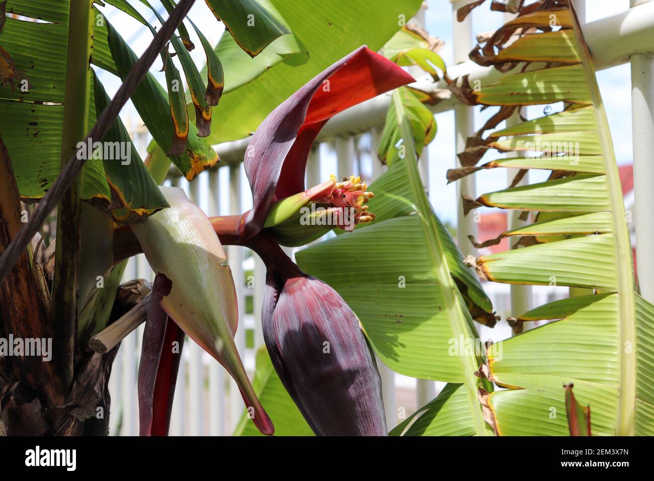 The beauty of the banana flower. Popularly called the banana heart or