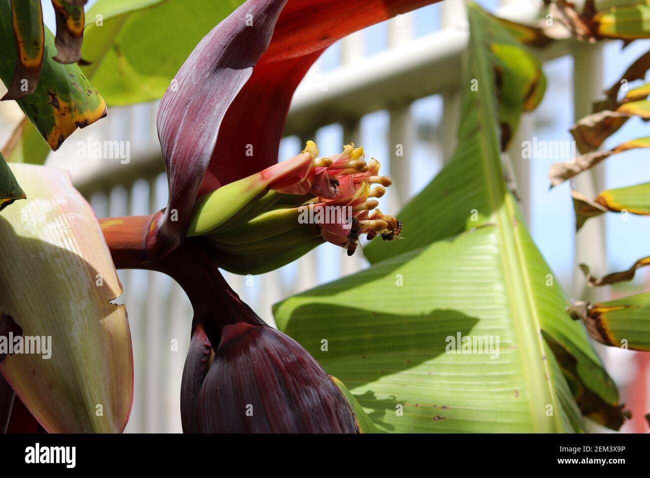 The beauty of the banana flower. Popularly called the banana heart or