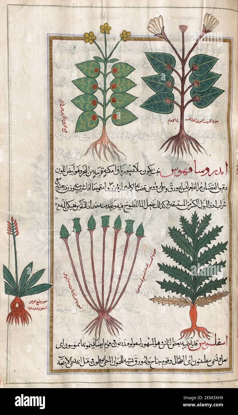 A selection of plants, including aquatic plants.  After an illustration by Mirza Baqir in a 19th century Iranian book of Greek physician and botanist Pedanius Dioscorides's 1st century AD work De Materia Medica. Stock Photo