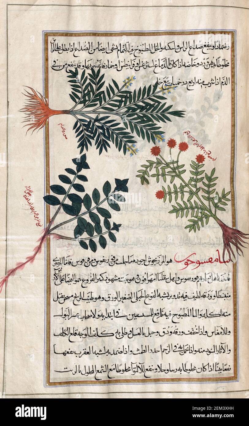 Identified in book as three types of thyme.  After an illustration by Mirza Baqir in a 19th century Iranian book of Greek physician and botanist Pedanius Dioscorides's 1st century AD work De Materia Medica. Stock Photo