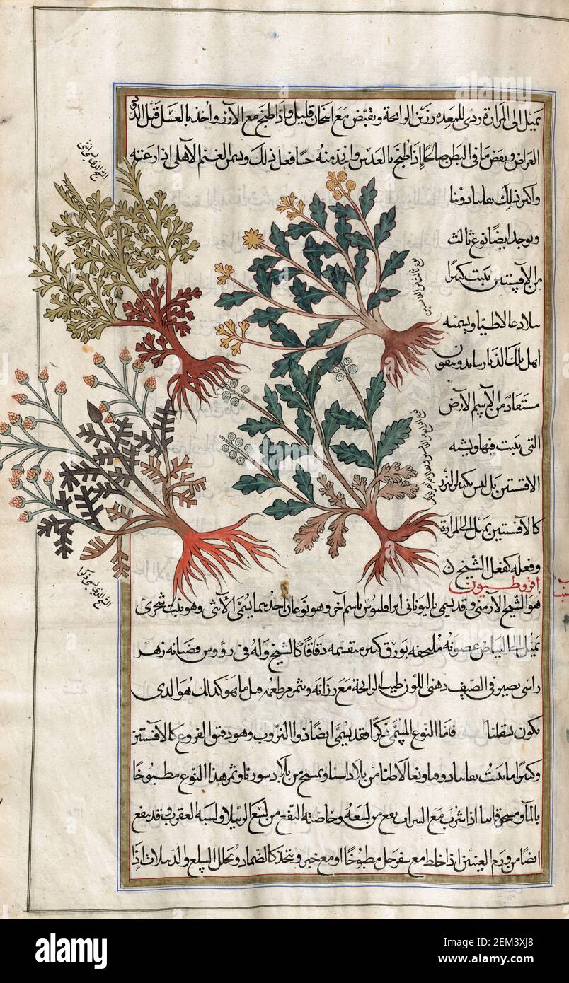 Identified in book as two varieties of wormwood.  After an illustration by Mirza Baqir in a 19th century Iranian book of Greek physician and botanist Pedanius Dioscorides's 1st century AD work De Materia Medica. Stock Photo