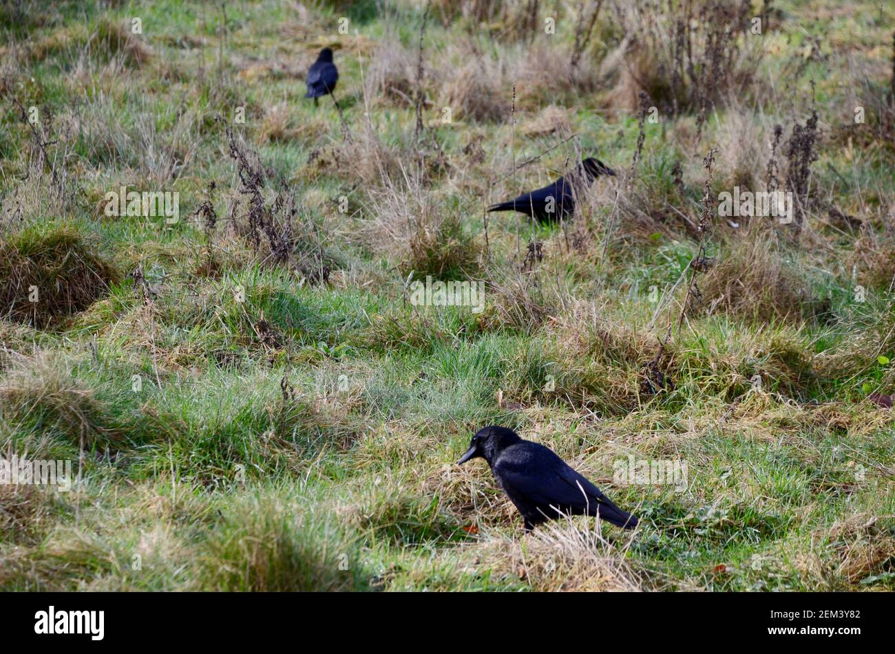 crows searching for food in grass in highgate wood london england UK