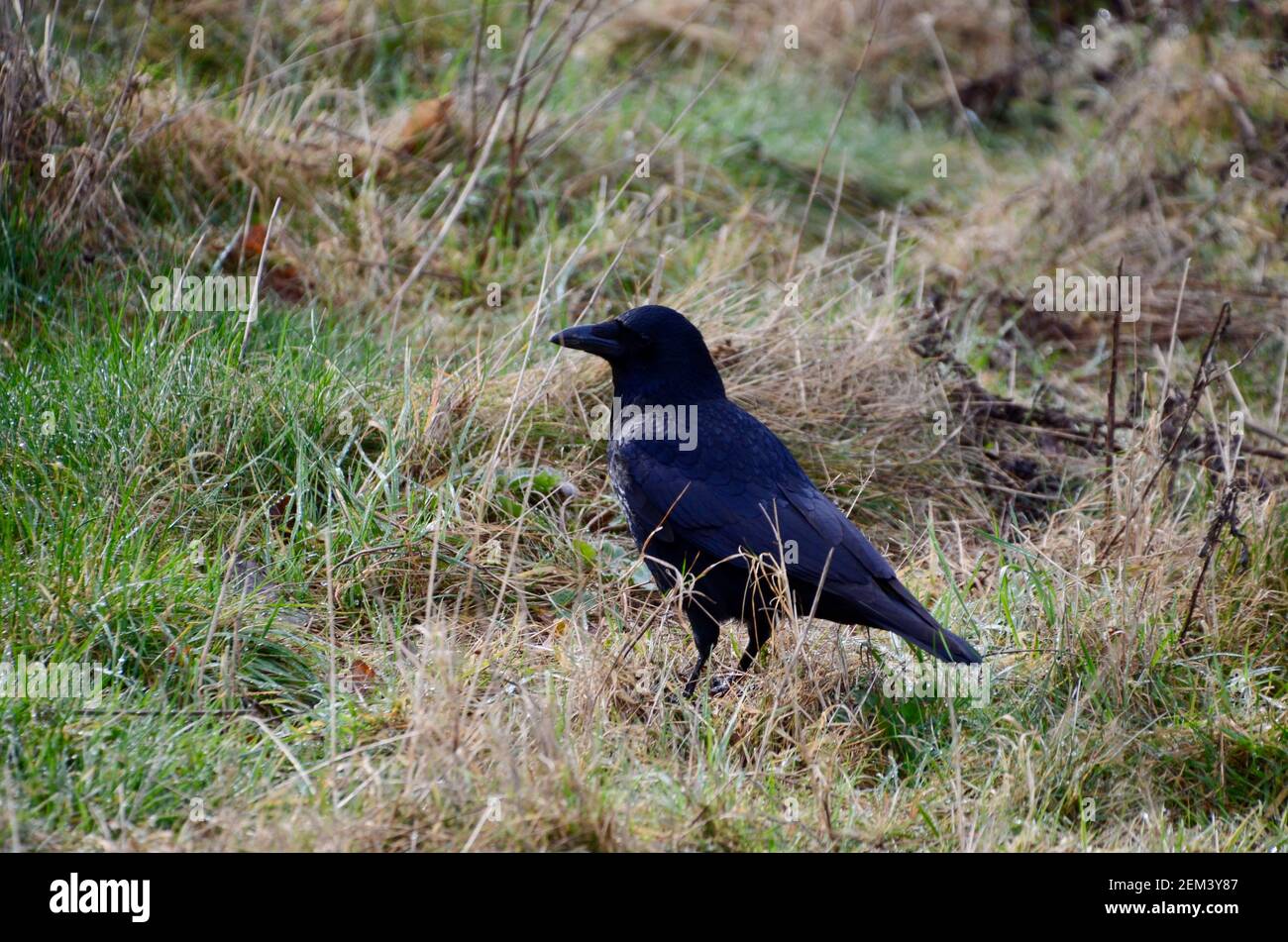 crows searching for food in grass in highgate wood london england UK