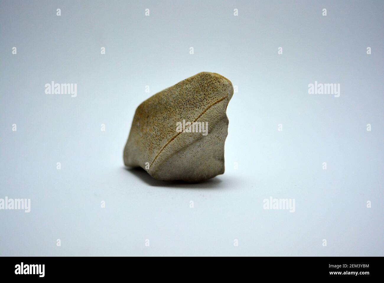 A stone, a hewn stone, a splinter from a white cement brick that was ...