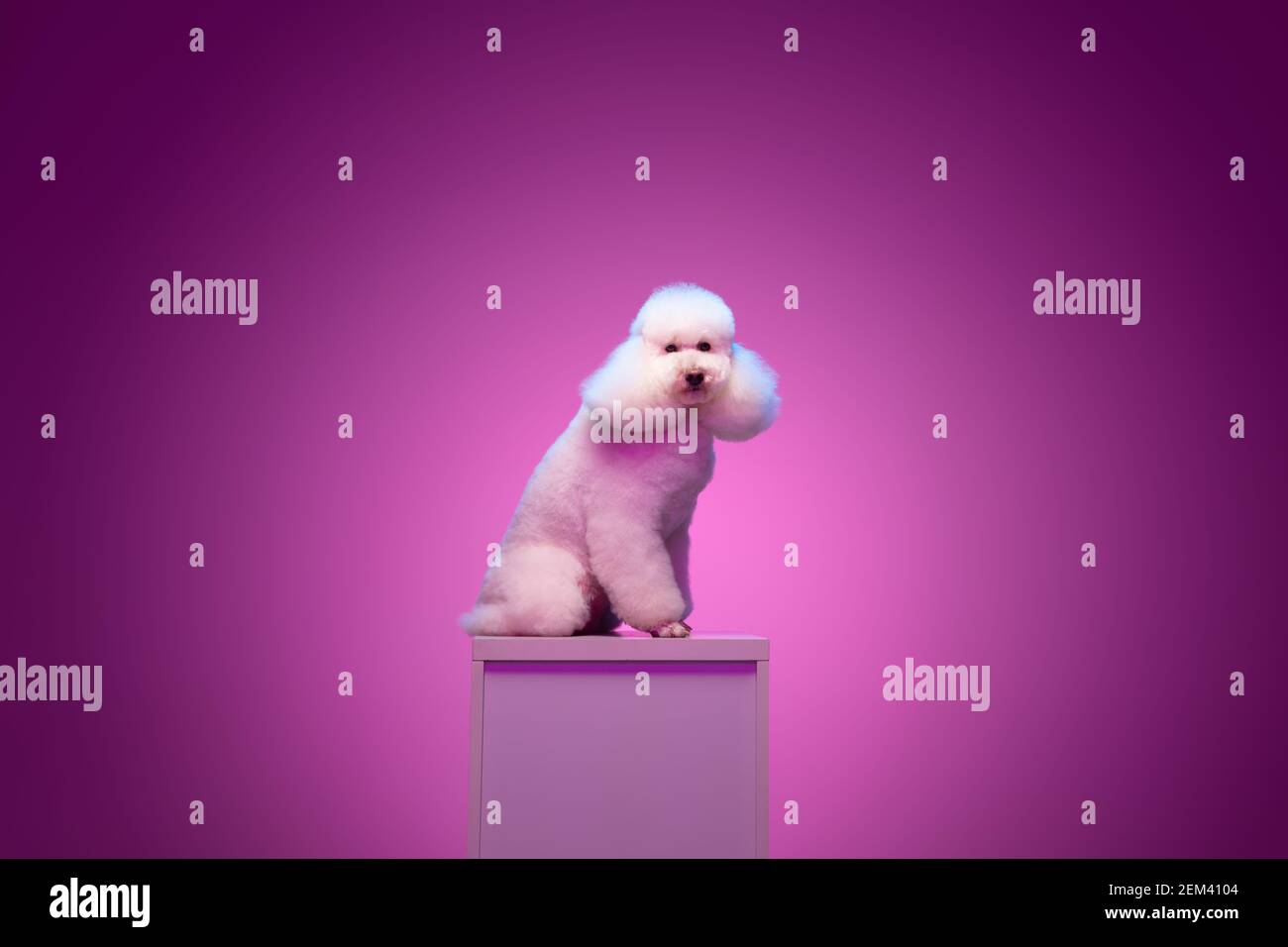 White poodle sitting on pedestal isolated on purple background in neon