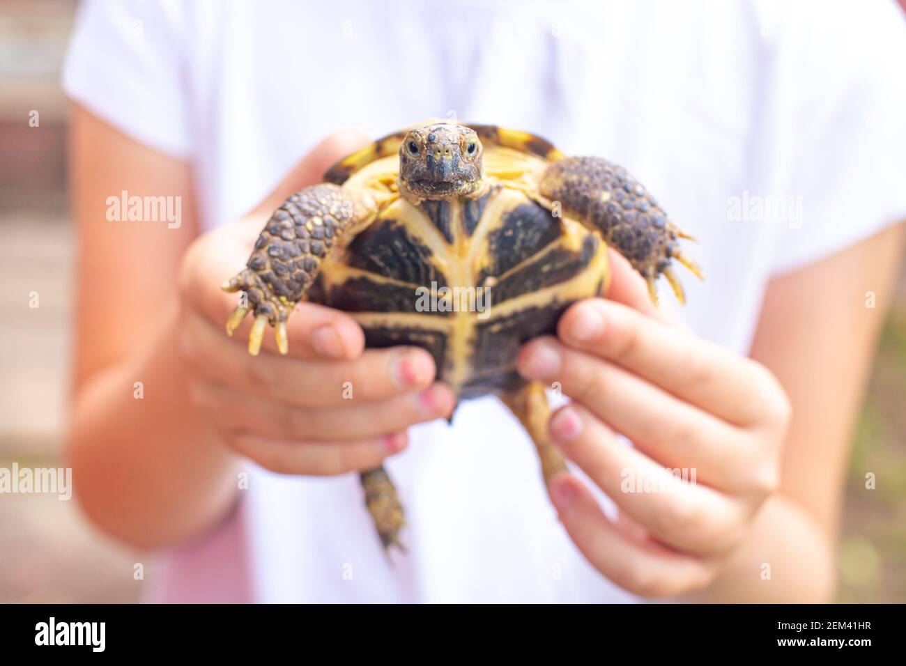 Central Asian land turtle in the hands of a child looks at the camera. Stock Photo