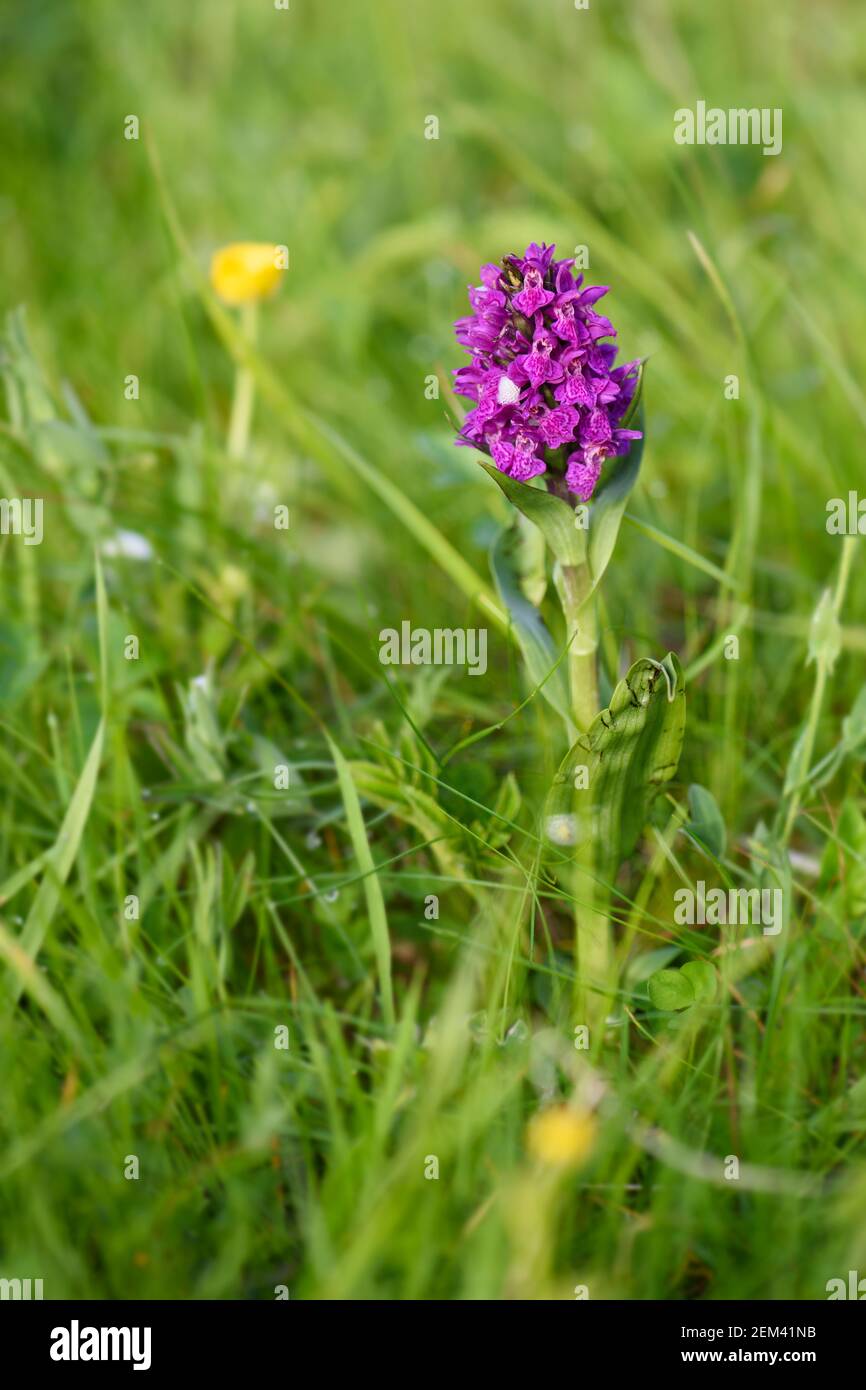 Northern Marsh-orchid - Dactylorhiza purpurella, beautiful colored orchid from North European meadows and marshes, Shetlands, Scotland, United Kingdom Stock Photo