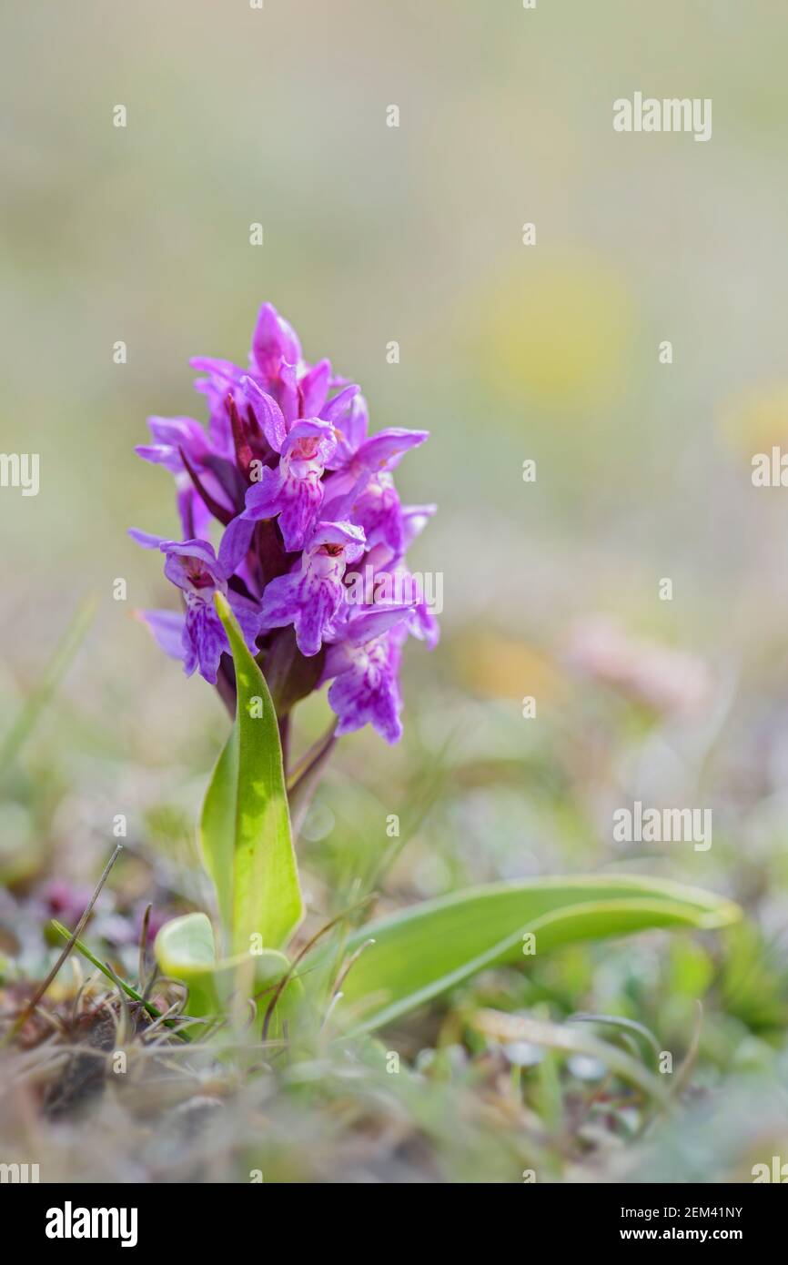 Northern Marsh-orchid - Dactylorhiza purpurella, beautiful colored orchid from North European meadows and marshes, Shetlands, Scotland, United Kingdom Stock Photo